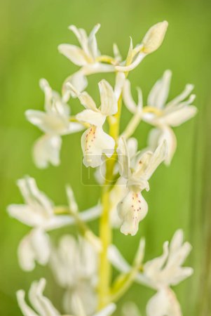 Photo for Platanthera nivea, commonly known as Snowy Orchid - Royalty Free Image