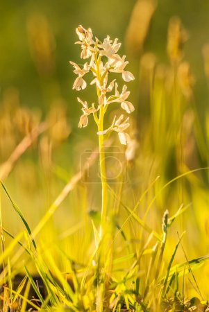 Photo for Platanthera nivea, commonly known as Snowy Orchid - Royalty Free Image
