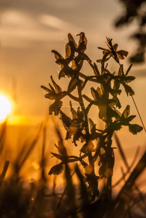 Photo for Platanthera nivea, commonly known as Snowy Orchid at sunset - Royalty Free Image