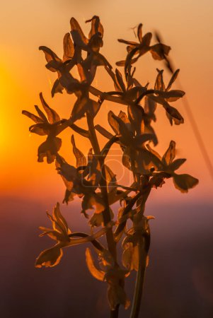 Photo for Platanthera nivea, commonly known as Snowy Orchid at sunset - Royalty Free Image