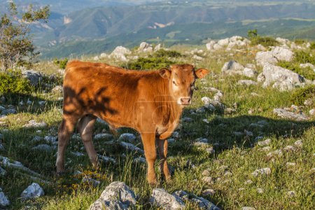 Téléchargez les photos : Vache sur prairie, animal - en image libre de droit