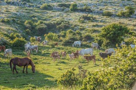 Téléchargez les photos : Troupeau de chevaux pâturant l'herbe, chevaux sauvages, troupeau sauvage, chevaux indiens - en image libre de droit
