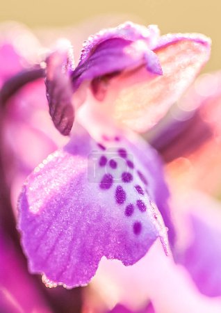 Photo for Green-winged Orchid on meadow - Royalty Free Image