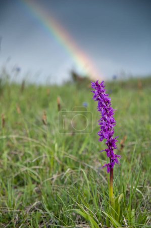 Photo for Green-winged Orchid flower on meadow - Royalty Free Image