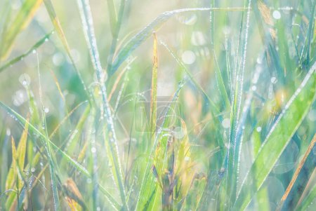 Foto de Gren grass background, close up - Imagen libre de derechos