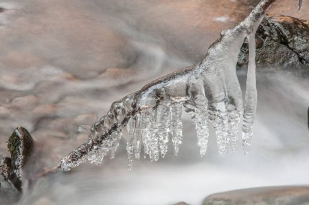 Téléchargez les photos : Frozen iced branch, close up - en image libre de droit