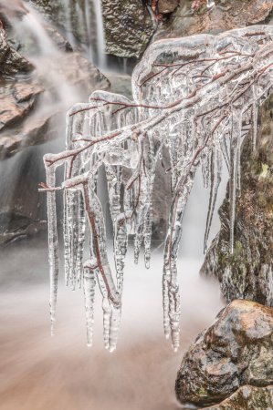 Photo for Frozen iced branch, close up - Royalty Free Image