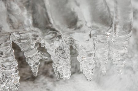 Téléchargez les photos : Frozen iced branch, close up - en image libre de droit