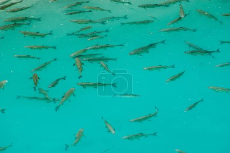 Photo for A large group of fish, in the water - Royalty Free Image