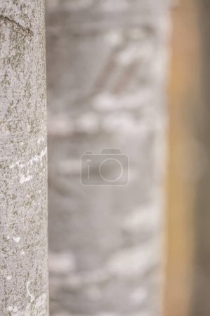 Photo for Close up of tree trunks. - Royalty Free Image