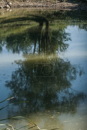 Téléchargez les photos : Rivière dans la forêt avec reflet des arbres - en image libre de droit
