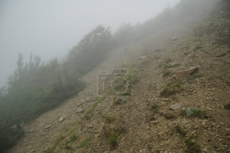 Téléchargez les photos : Arbres dans le brouillard en montagne - en image libre de droit