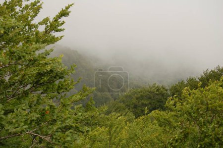 Photo for Trees in the fog in mountains - Royalty Free Image