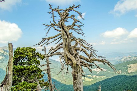 Téléchargez les photos : Espèces rares de pins Loricato en montagne - en image libre de droit