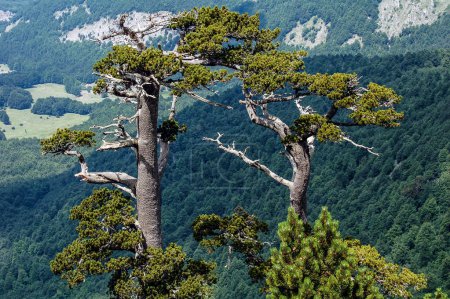 Téléchargez les photos : Rare pine species, Loricato pine, pines forest - en image libre de droit