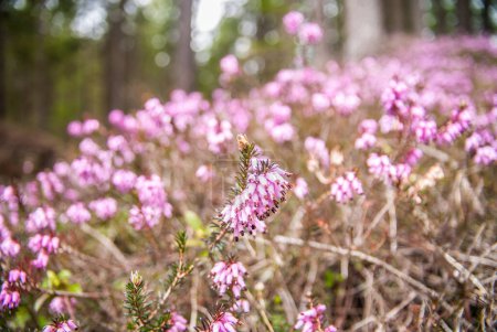 Foto de Pine forest, flowering in the forest - Imagen libre de derechos