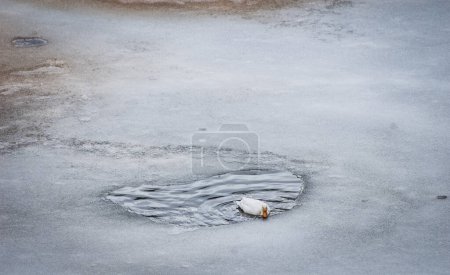 Foto de Pato nadando en el lago helado - Imagen libre de derechos