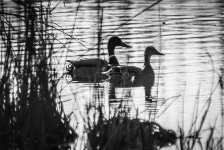 Foto de Duck swimming in the iced lake - Imagen libre de derechos