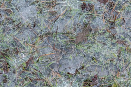 Photo for Iced meadow, frost, december - Royalty Free Image