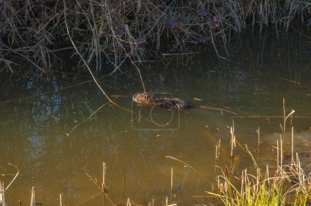 Photo for Coypu in the lagoon, coypu in the swamp - Royalty Free Image