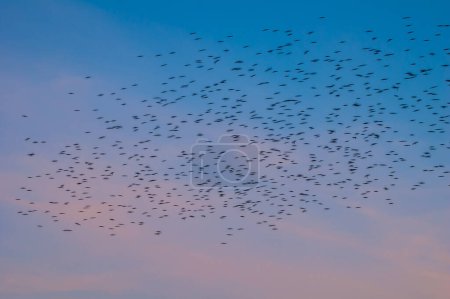 Foto de Birds migration, flock of migrating birds, migrating birds at sunset - Imagen libre de derechos