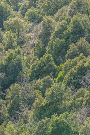 Foto de Árboles en el bosque, naturaleza - Imagen libre de derechos