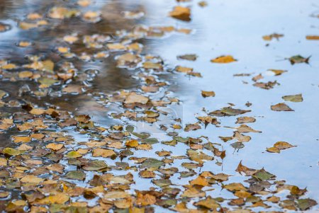 Photo for Leaves along the river - Royalty Free Image