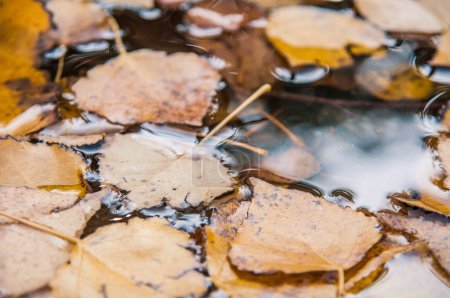 Foto de Hojas en el agua en el otoño - Imagen libre de derechos
