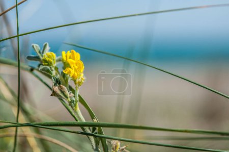 Photo for Beautiful yellow flower on blur background - Royalty Free Image