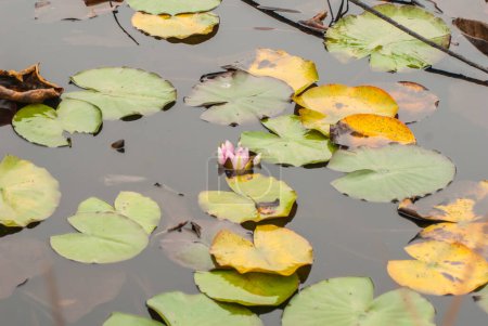 Téléchargez les photos : Plantes de lis d'étang dans l'étang - en image libre de droit