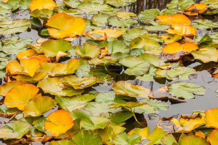 Téléchargez les photos : Pond lily  plants  in the pond - en image libre de droit