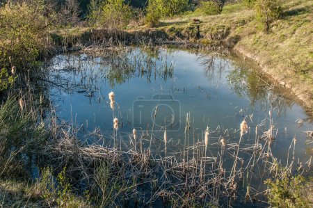 Photo for Pond surrounded by green and dry plants - Royalty Free Image