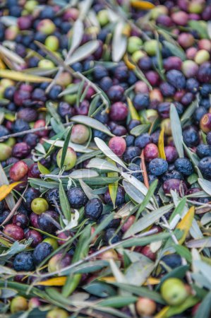 Photo for Mediterranean olives  harvest, close up - Royalty Free Image