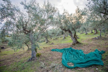 Photo for Olive grove and olive harvest - Royalty Free Image
