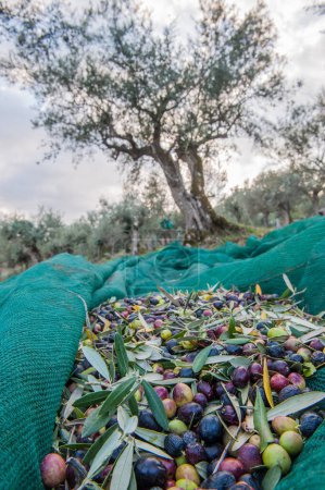 Foto de Olive grove and olive harvest - Imagen libre de derechos