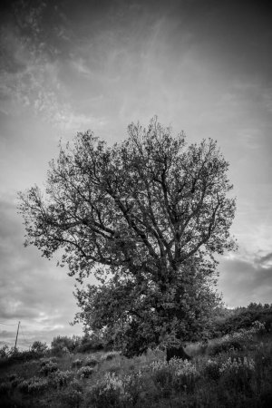 Photo for Tree crown background black and white - Royalty Free Image