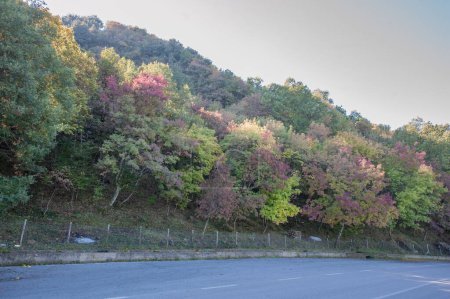 Téléchargez les photos : Colorful ash tree foliage, colored forest in the autumn - en image libre de droit