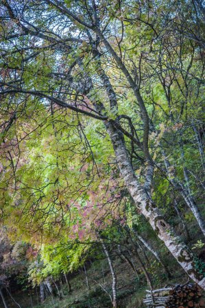 Téléchargez les photos : Colorful ash tree foliage, colored forest in the autumn - en image libre de droit