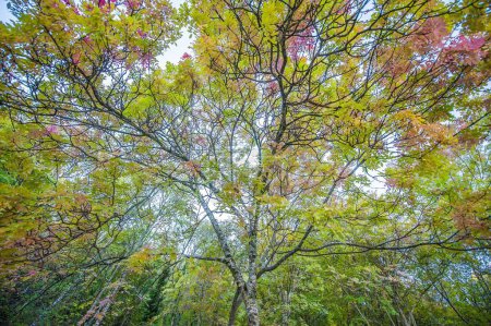 Foto de Colorful ash tree foliage, colored forest in the autumn - Imagen libre de derechos