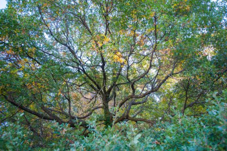 Téléchargez les photos : Feuillage couronne chêne, nature - en image libre de droit