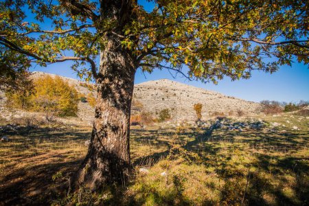 Foto de Oaks at fall, oaks forest in the autumn - Imagen libre de derechos