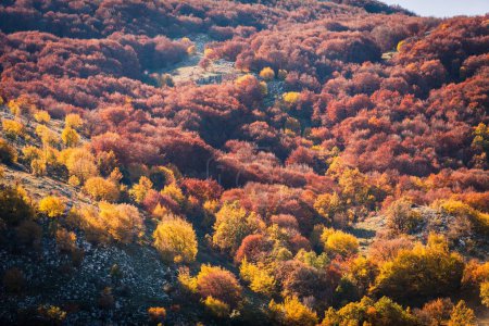 Foto de Beech forest in autumn, mountain forest in the fall, colored forest in autumn - Imagen libre de derechos
