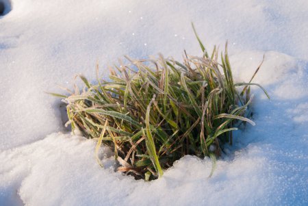 Foto de Tuft of grass in the snowly meadow - Imagen libre de derechos