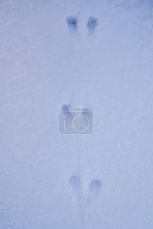 Téléchargez les photos : Empreintes animales sur la neige - en image libre de droit