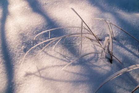 Téléchargez les photos : Feuilles glacées en hiver froid - en image libre de droit