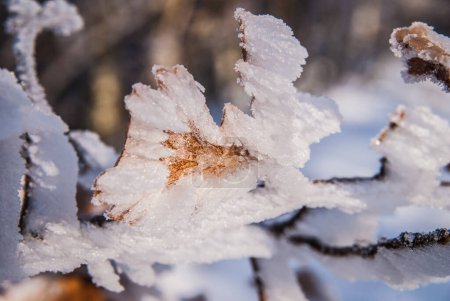 Foto de Iced leaves in the cold winter - Imagen libre de derechos