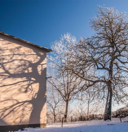 Foto de Iced trees with frozen branches, nature - Imagen libre de derechos