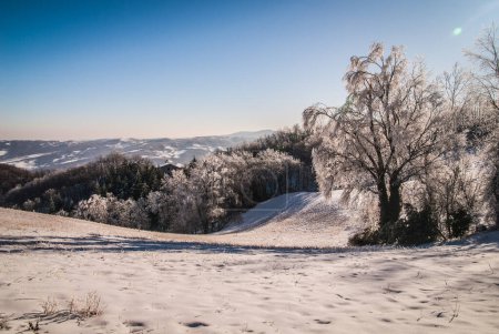 Téléchargez les photos : Arbres enneigés entourant la route d'hiver le jour - en image libre de droit