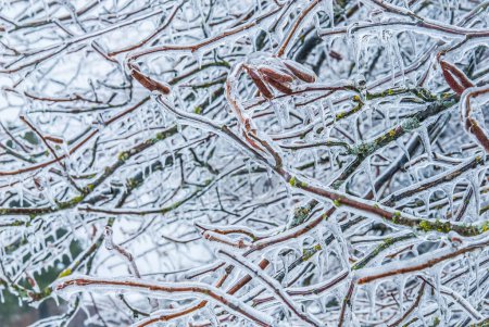 Foto de Iced branched in the snowly forest - Imagen libre de derechos