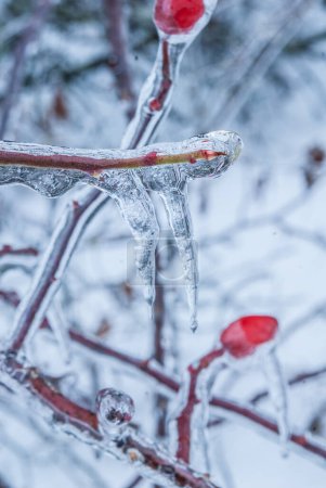 Foto de Wild berries  frozen on the branches - Imagen libre de derechos